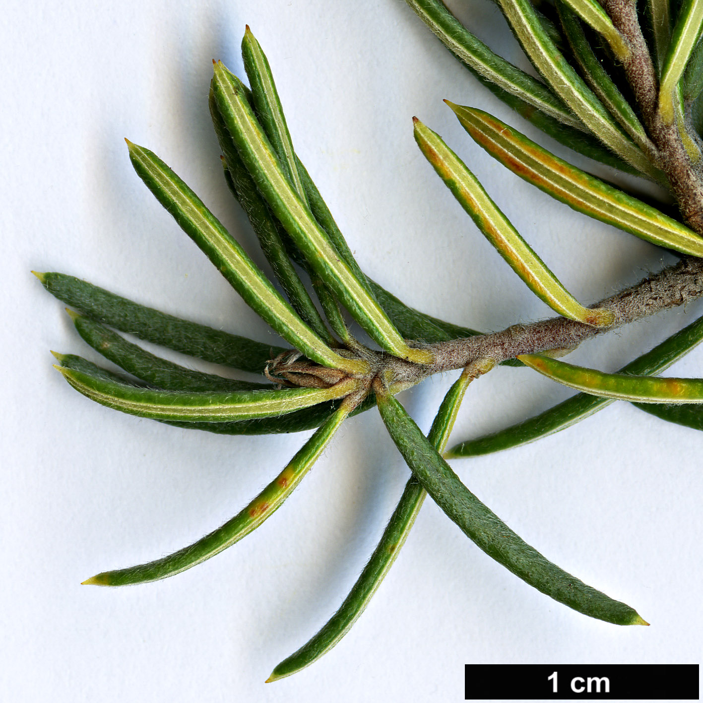 High resolution image: Family: Proteaceae - Genus: Banksia - Taxon: incana - SpeciesSub: var. brachyphylla